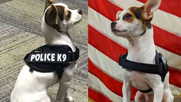 small dog rescue ohio small dog rescue ohio